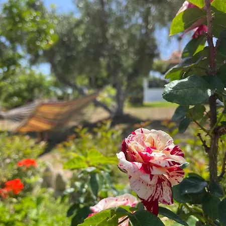 Antigone's Garden Halikounas