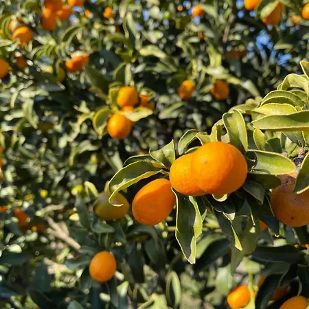 Antigone's Garden * Halikounas